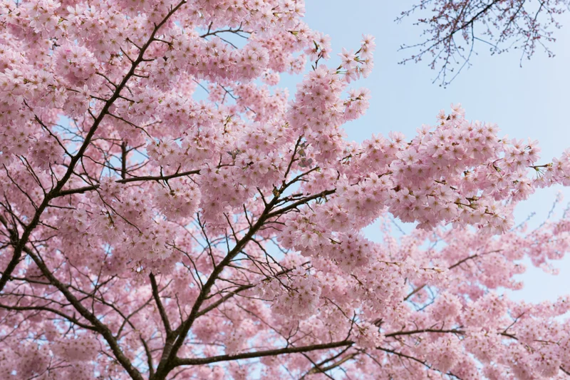 Cherry blossom tree in full bloom viewed from below against a clear sky