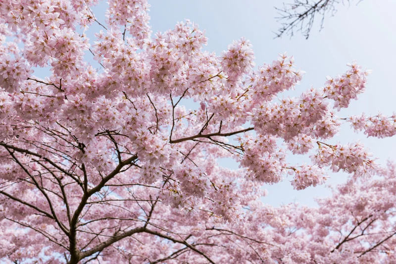 Cherry blossom tree in full bloom viewed from below against a clear sky