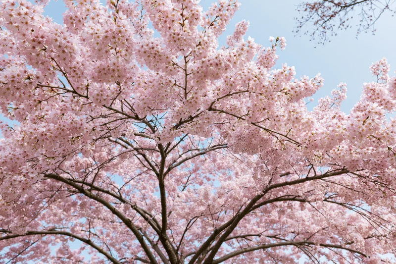 Cherry blossom tree in full bloom viewed from below against a clear sky