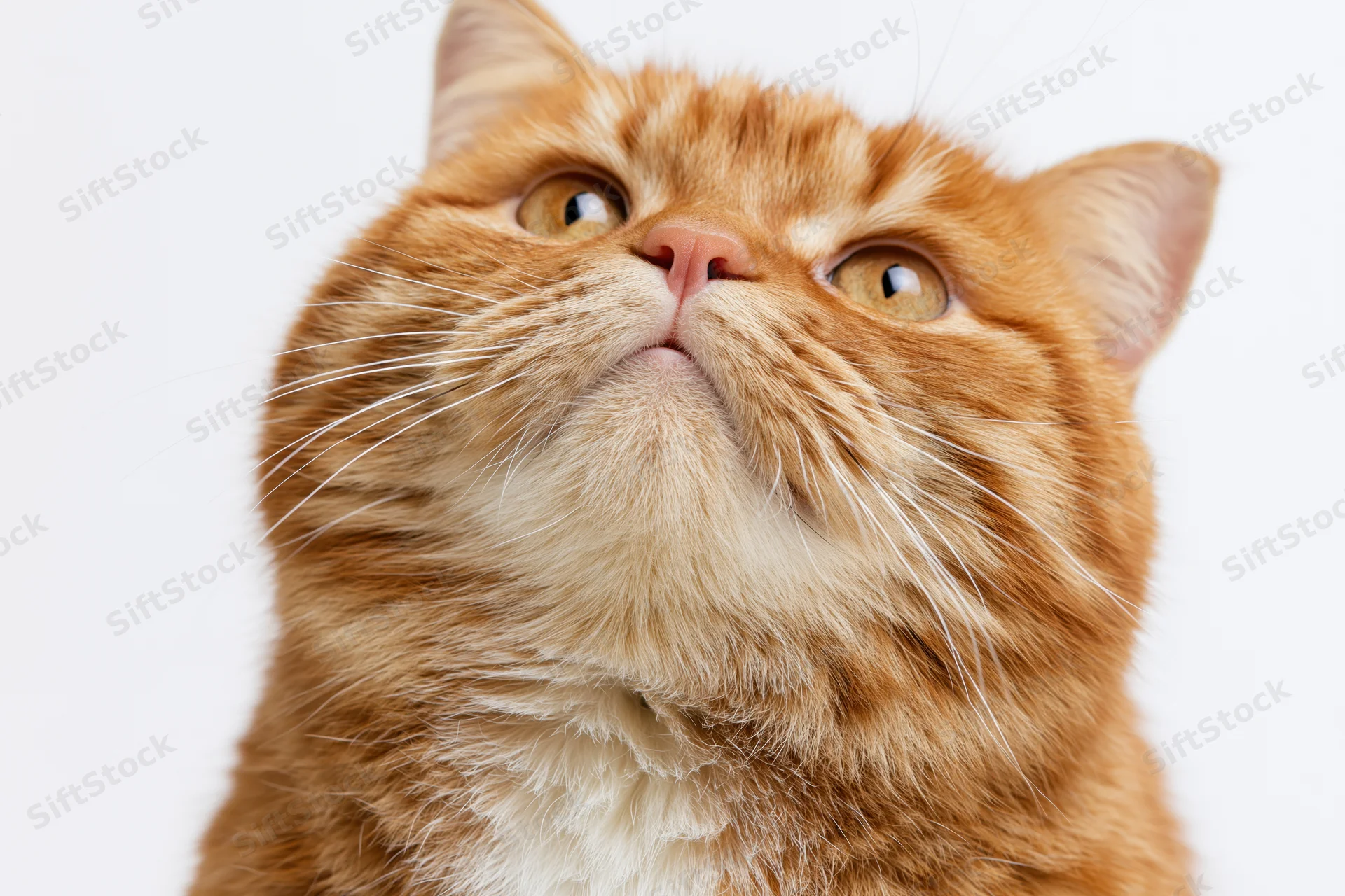 Chubby orange tabby cat looking upward with wide curious eyes in studio portrait