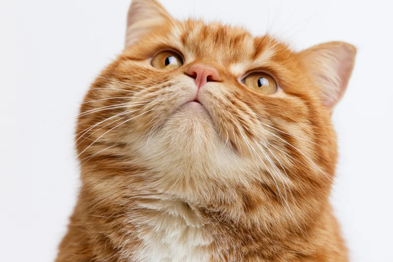 Chubby orange tabby cat looking upward with wide curious eyes in studio portrait