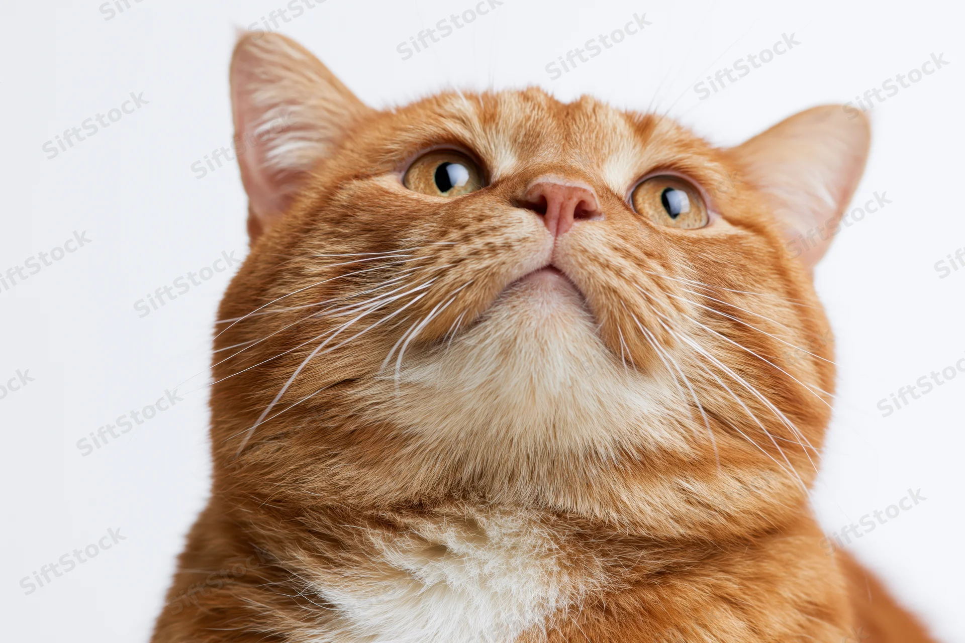 Chubby orange tabby cat looking upward with wide curious eyes in closeup portrait