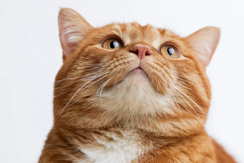 Chubby orange tabby cat looking upward with wide curious eyes in closeup portrait