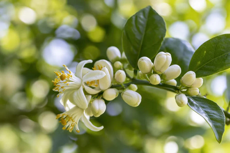 Citrus tree branch with white blossoms and green leaves in spring garden