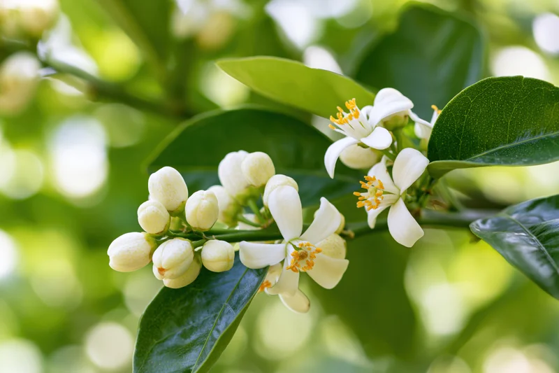 Citrus tree branch in full bloom with white flowers and green leaves in sunlight