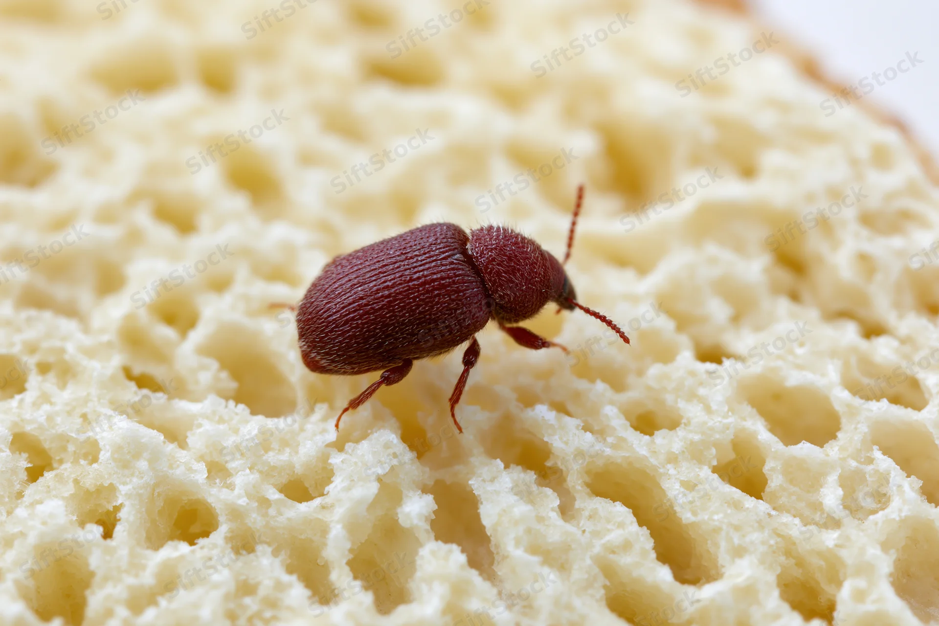 Small reddish-brown flour beetle crawling on porous bread surface