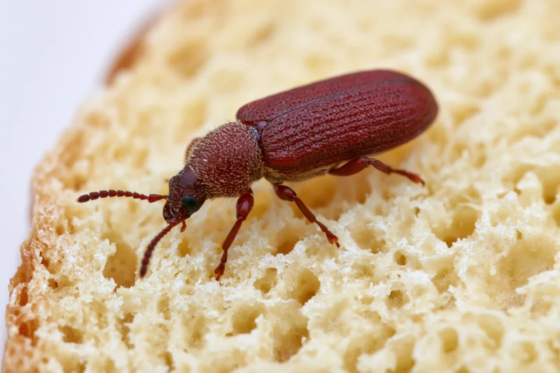Reddish-brown flour beetle crawling on porous bread surface