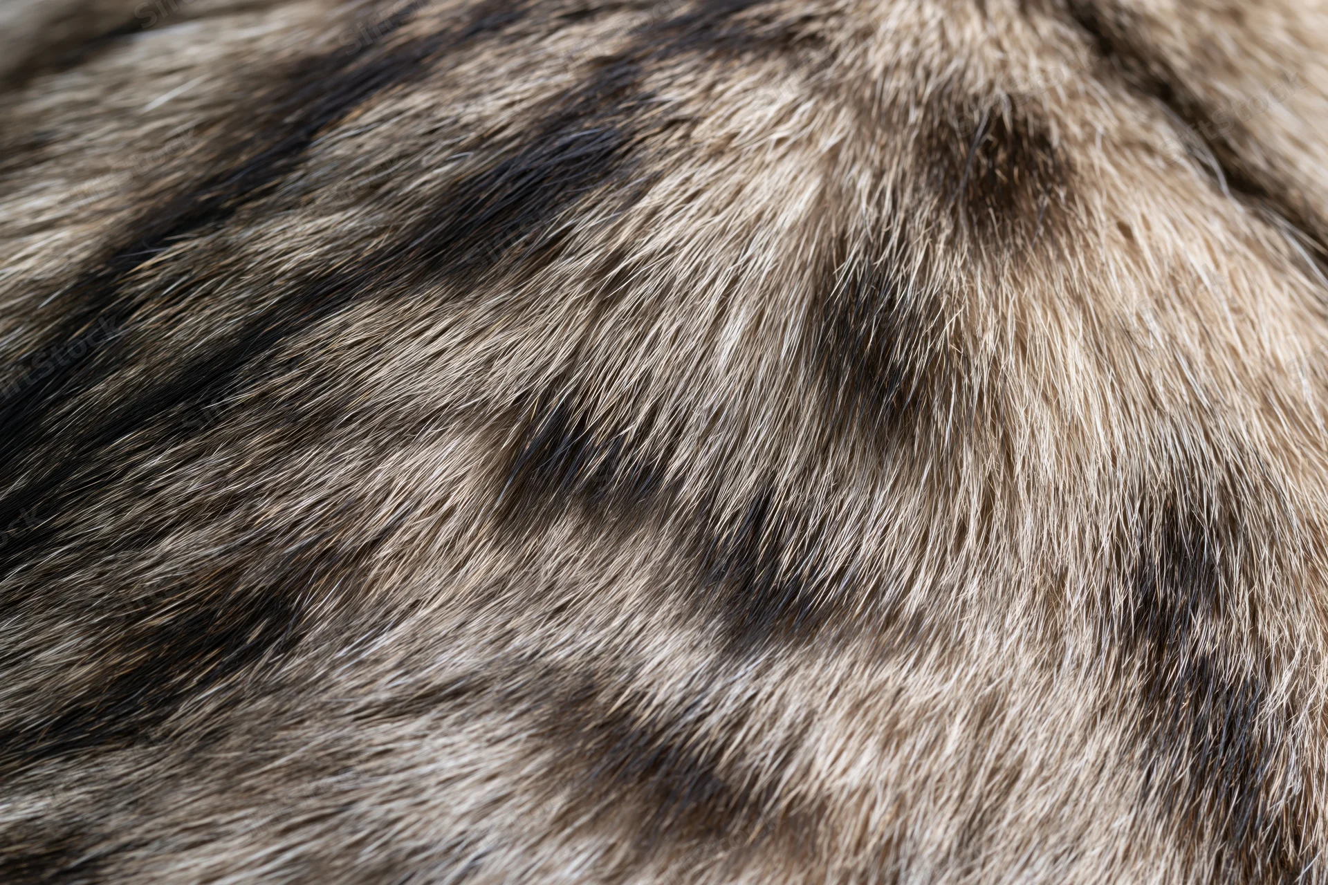 Close-up of tabby cat's back fur showing striped pattern and texture