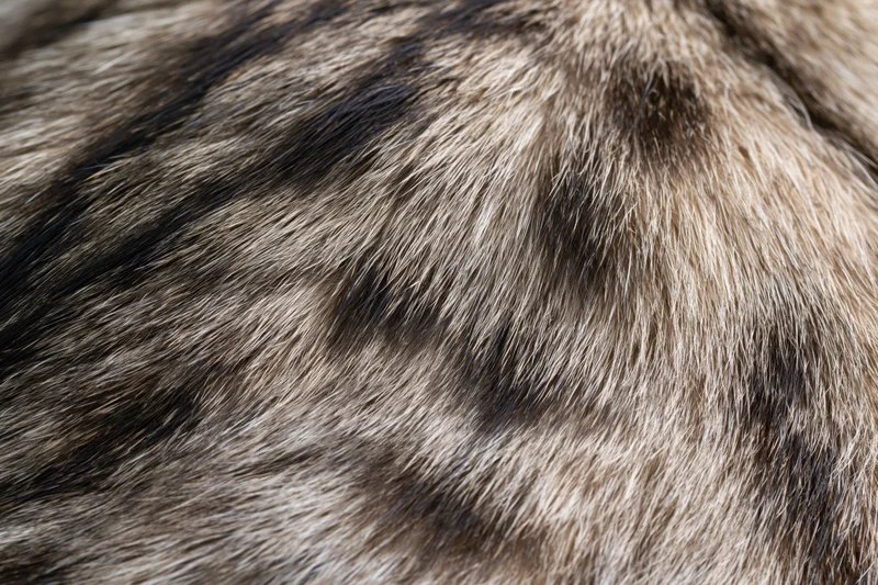 Close-up of tabby cat's back fur showing striped pattern and texture