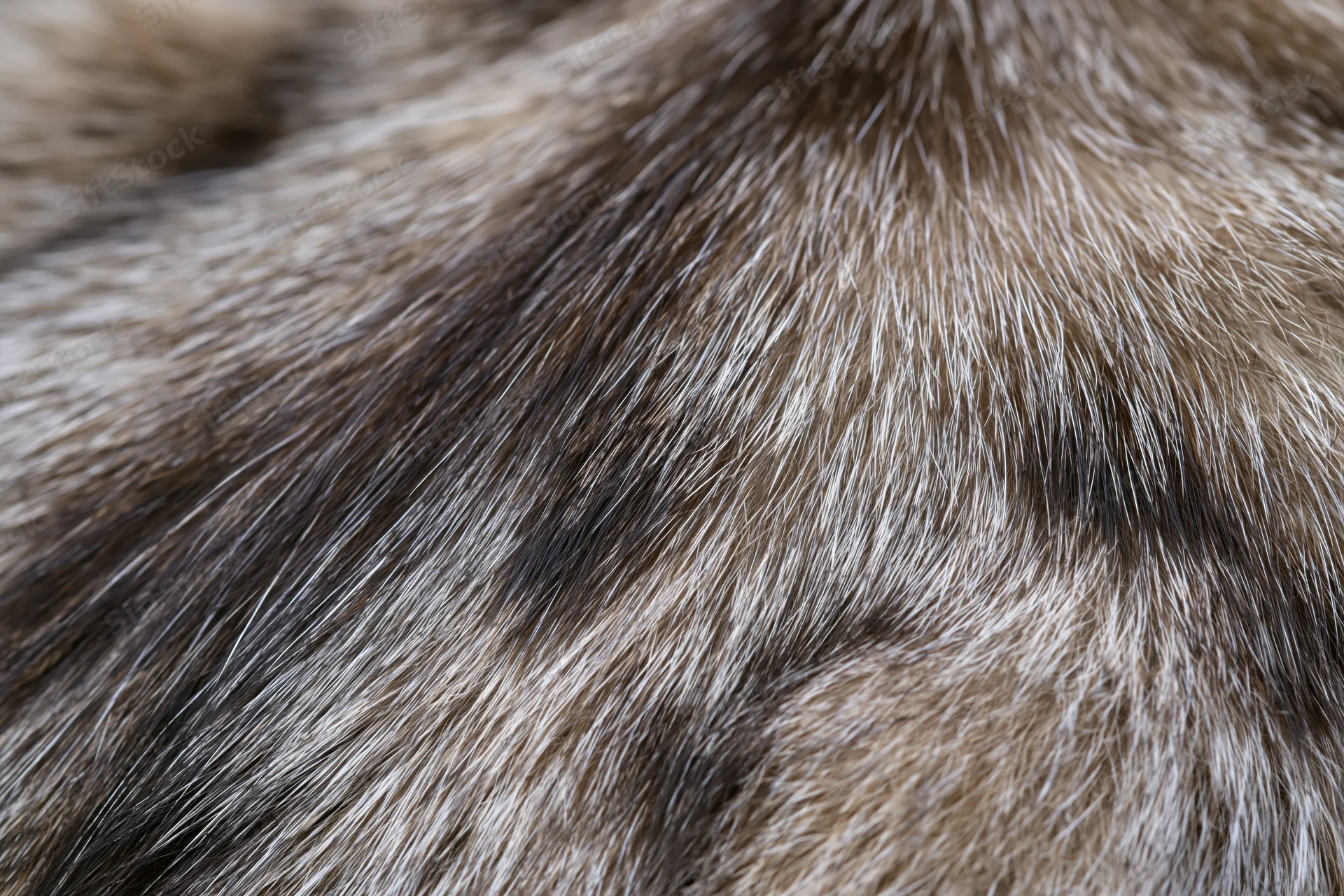 Close-up of tabby cat's back fur showing striped pattern and soft texture
