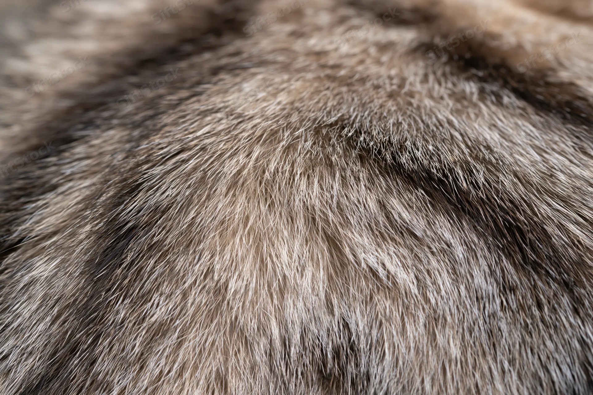 Close-up of tabby cat's back fur showing detailed texture and color variation