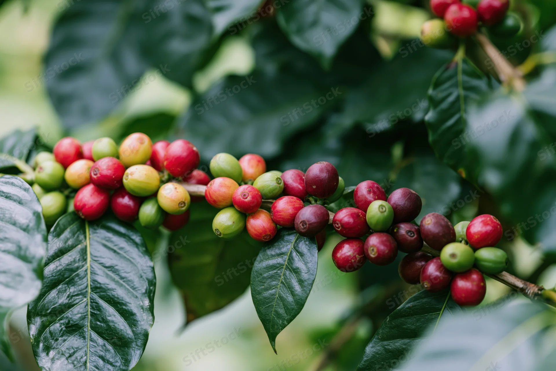Coffee cherries ripening on a branch among dark green leaves in a farm setting