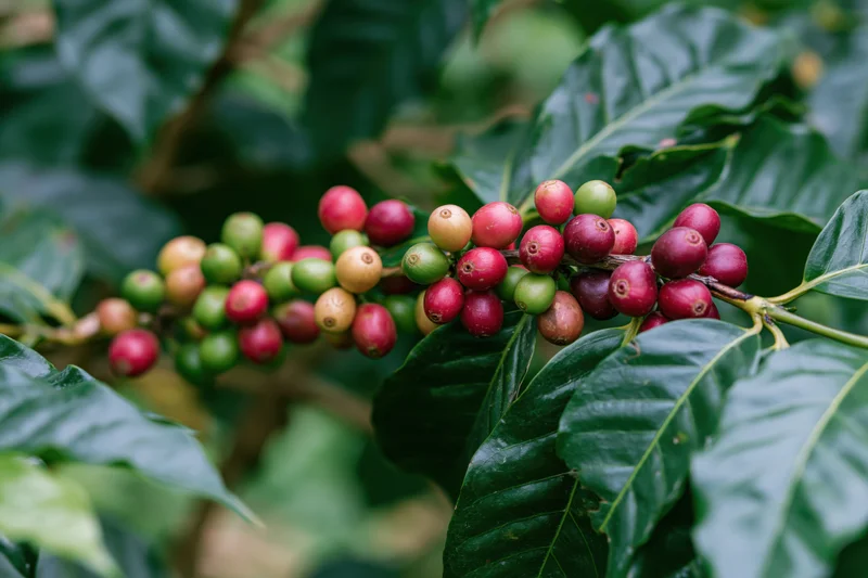 Coffee cherries ripening on a branch among green leaves in a plantation
