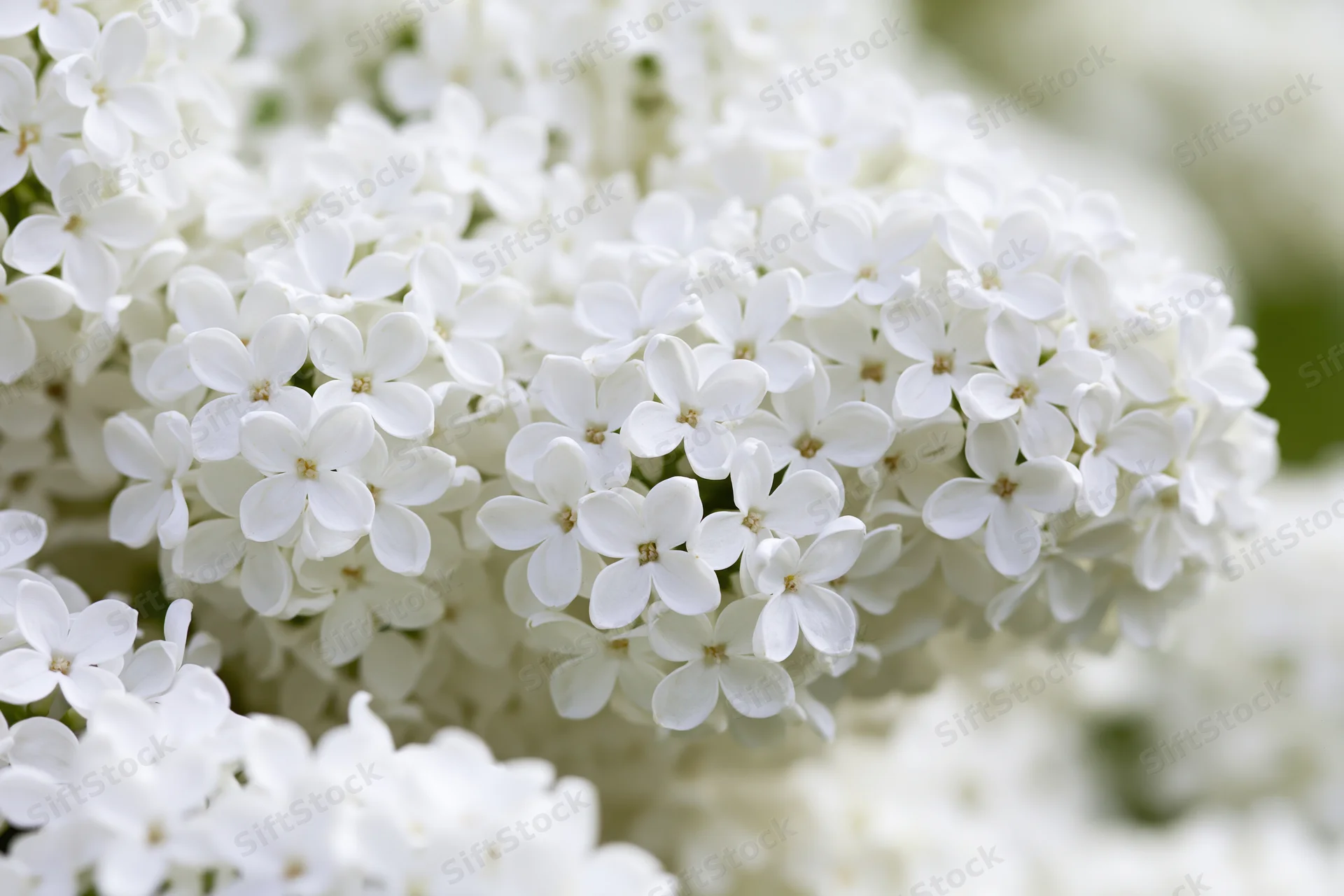 Close-up of white lilac flower clusters in full bloom outdoors