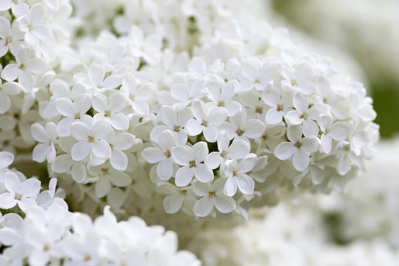 Close-up of white lilac flower clusters in full bloom outdoors