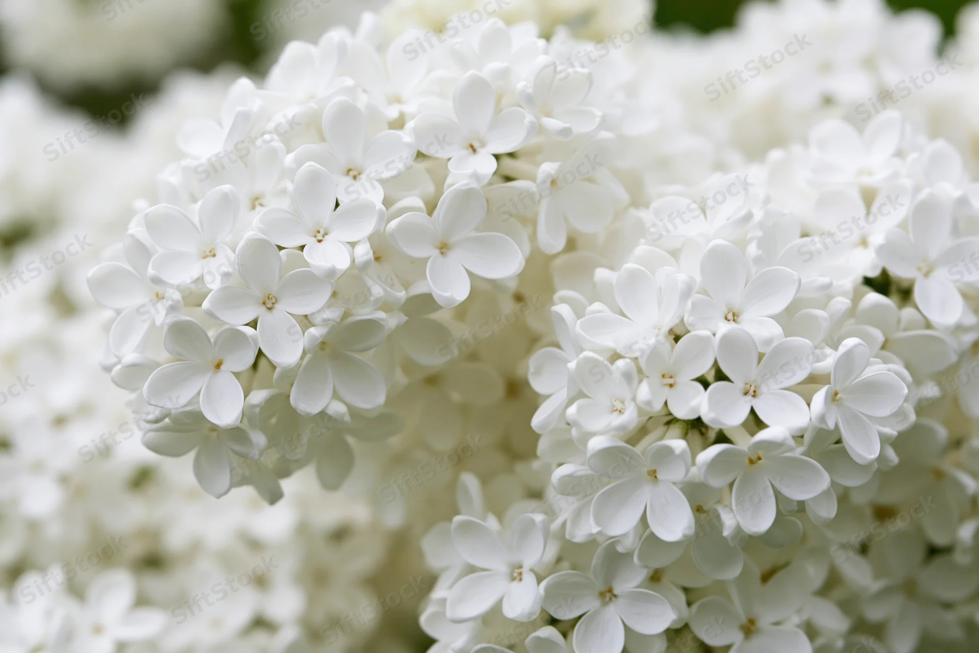 Close-up of white lilac flower clusters in full bloom outdoors