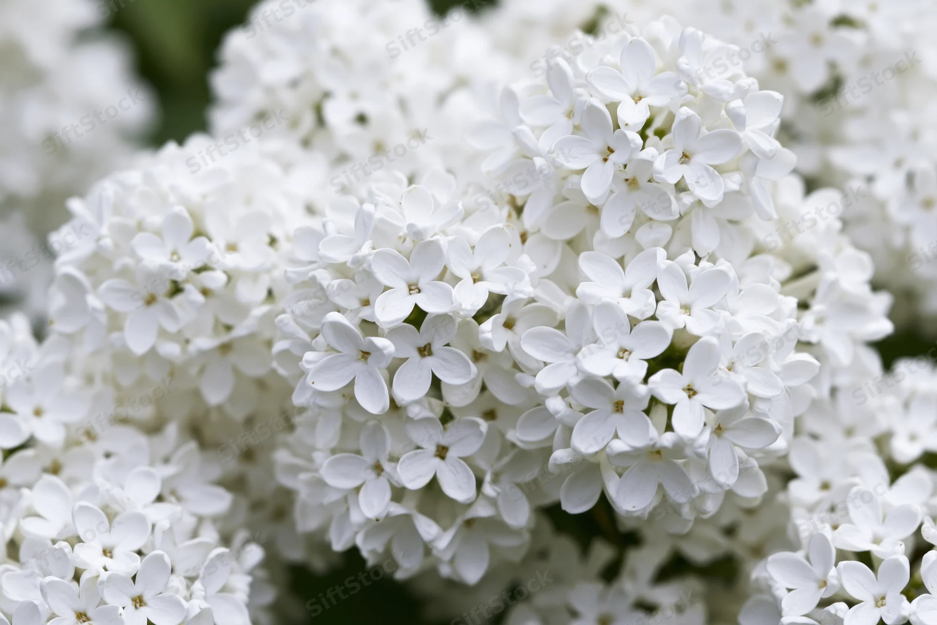 Close-up of white lilac flower clusters in full bloom outdoors