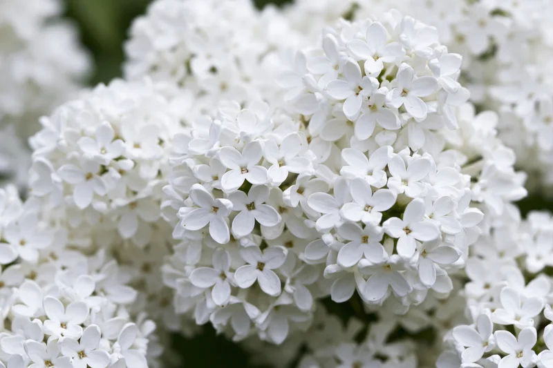 Close-up of white lilac flower clusters in full bloom outdoors