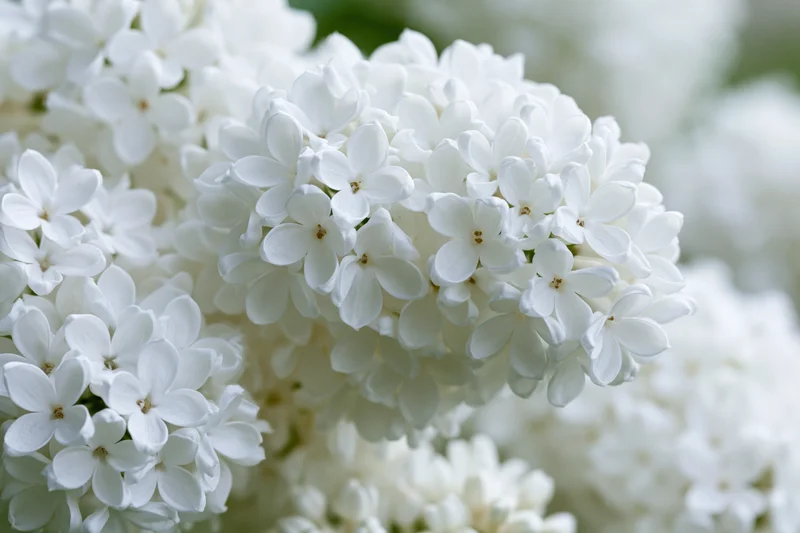 Close-up of white lilac flower clusters in full bloom outdoors