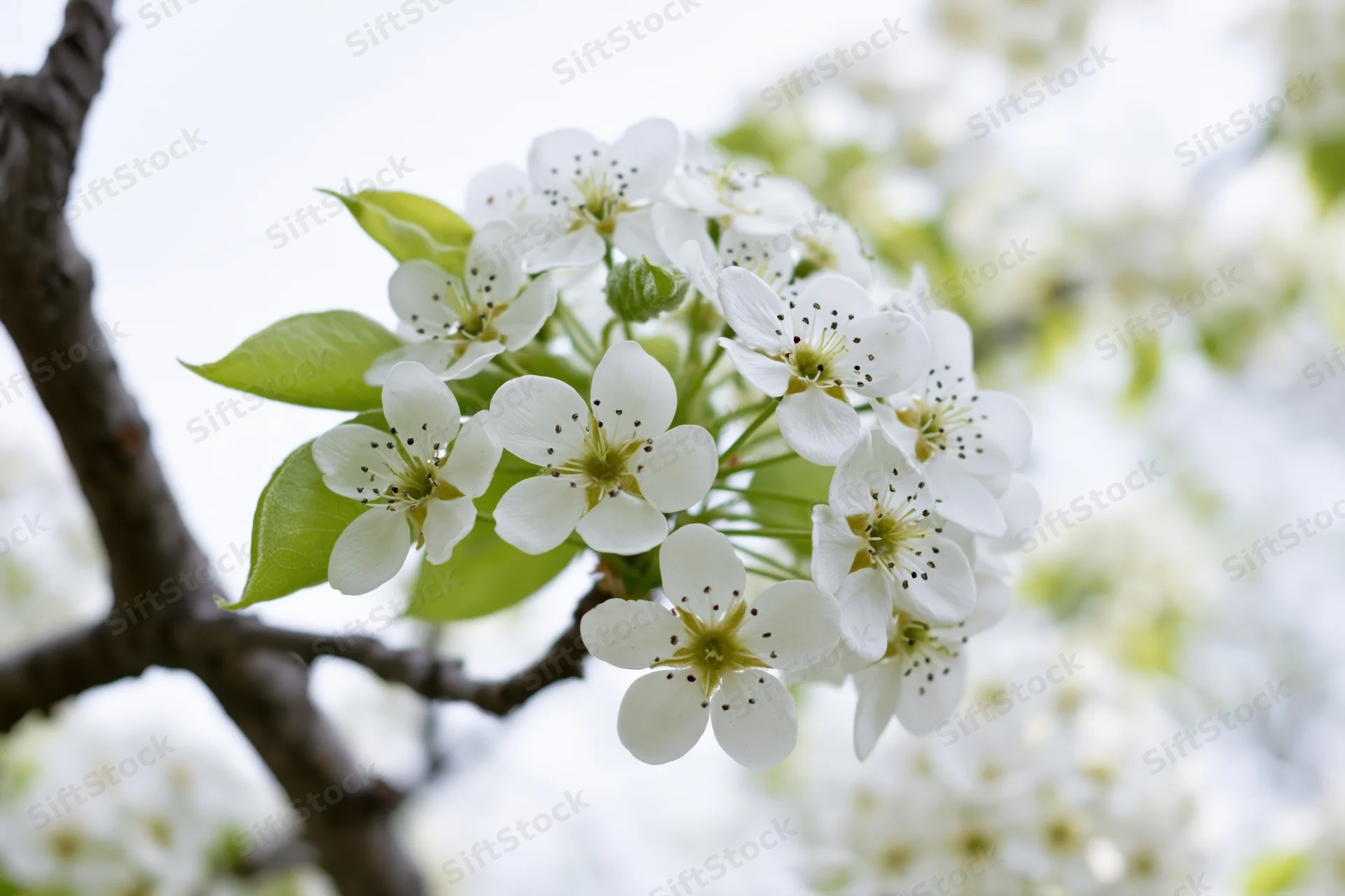 White pear blossoms clustered on a dark branch with green leaves in spring