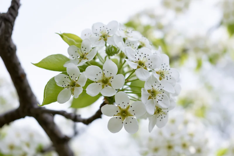 White pear blossoms clustered on a dark branch with green leaves in spring
