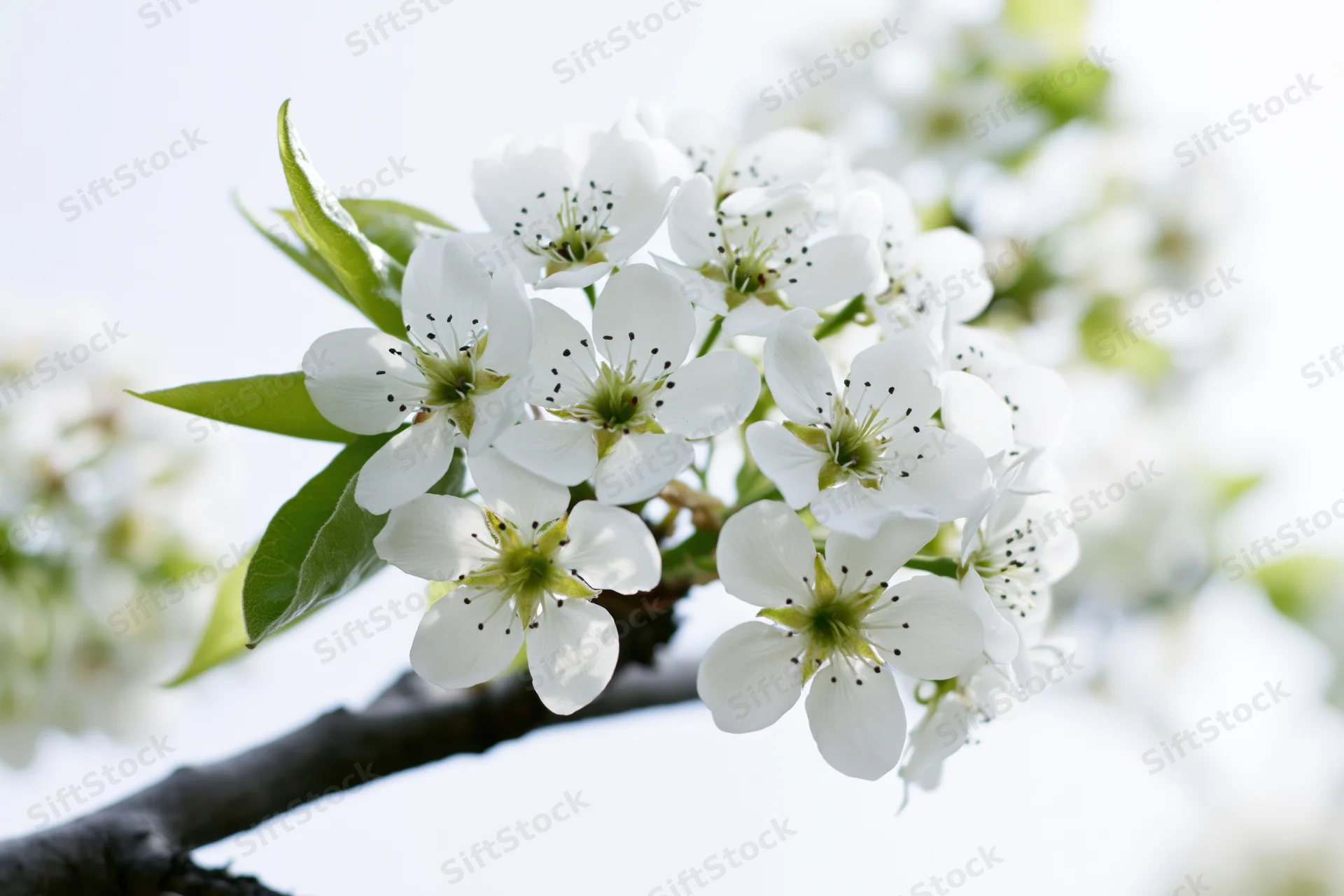 White pear blossoms clustered on a dark branch against a bright sky