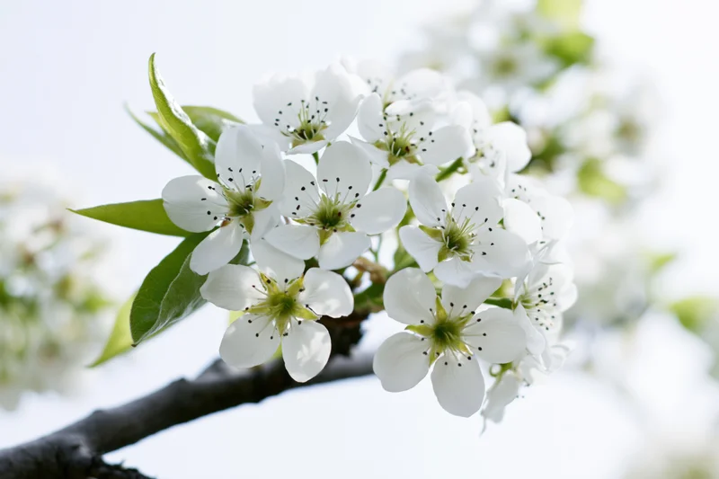 White pear blossoms clustered on a dark branch against a bright sky