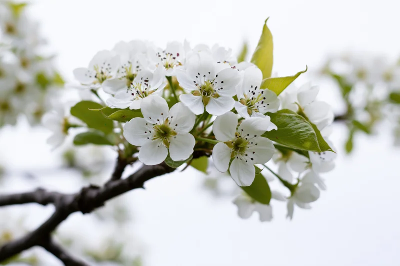 White pear blossoms clustered on a dark woody branch with green leaves against a soft light background