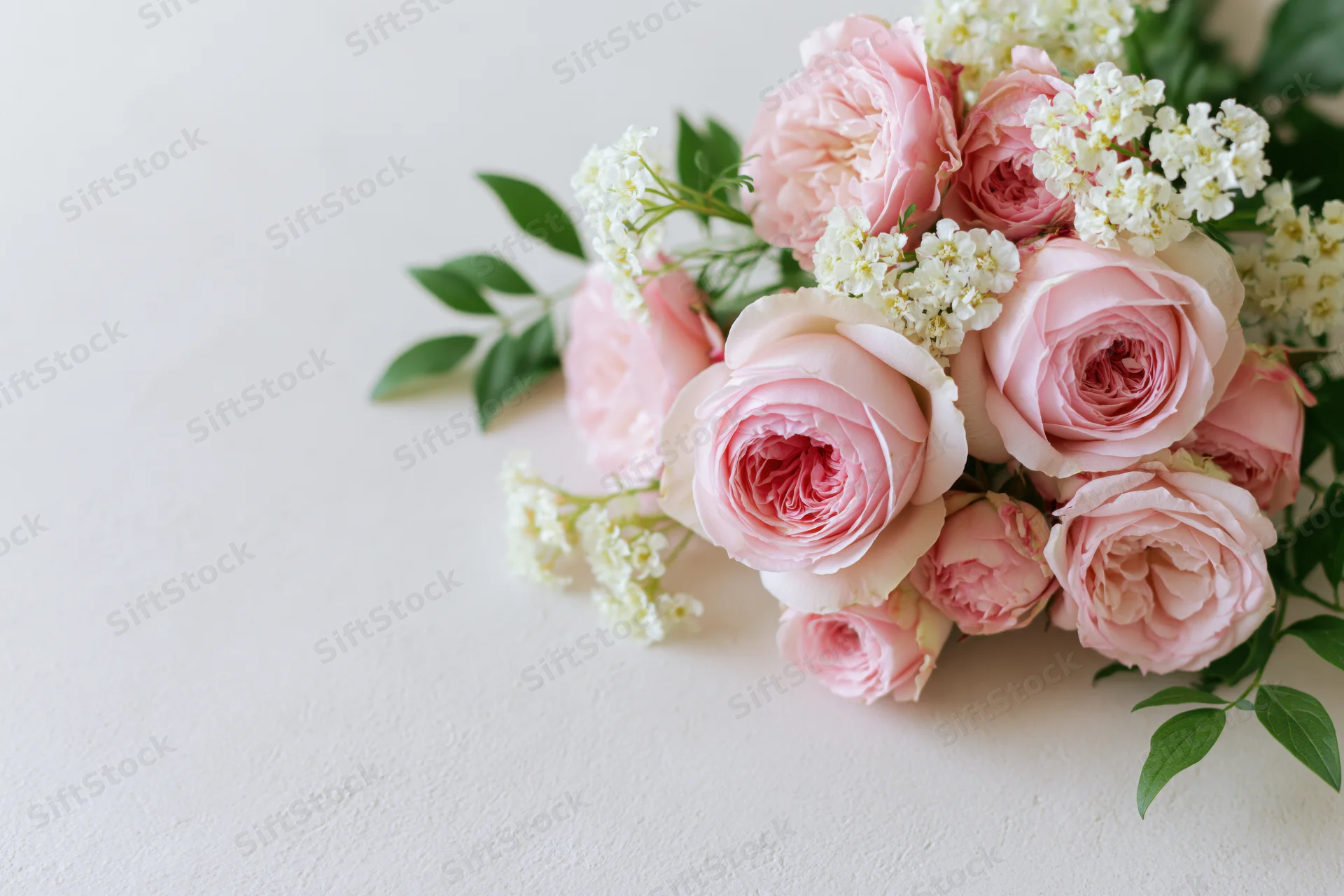 Cluster of soft pink english garden roses and small white filler flowers on white surface with copyspace
