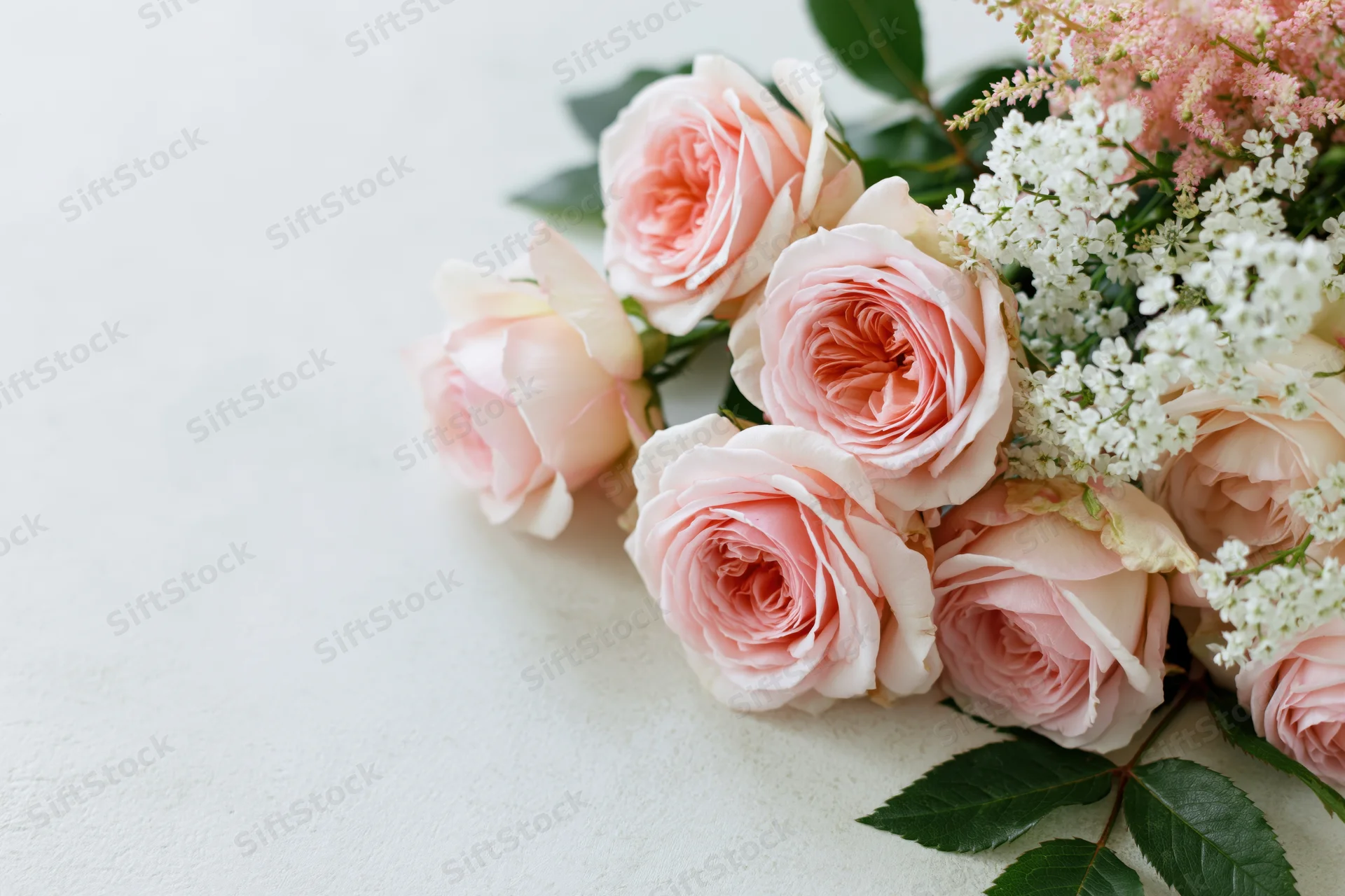 Cluster of soft pink english garden roses and small white fil flowers arranged on white surface with copyspace