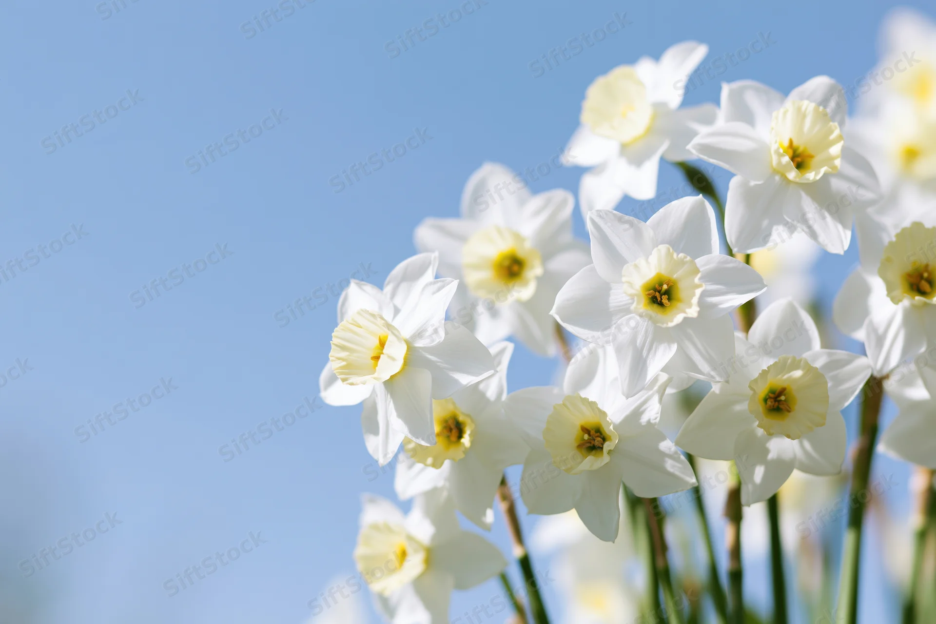 White daffodils blooming against a clear blue sky in spring garden