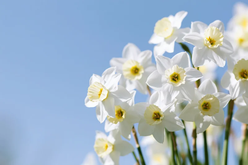White daffodils blooming against a clear blue sky in spring garden