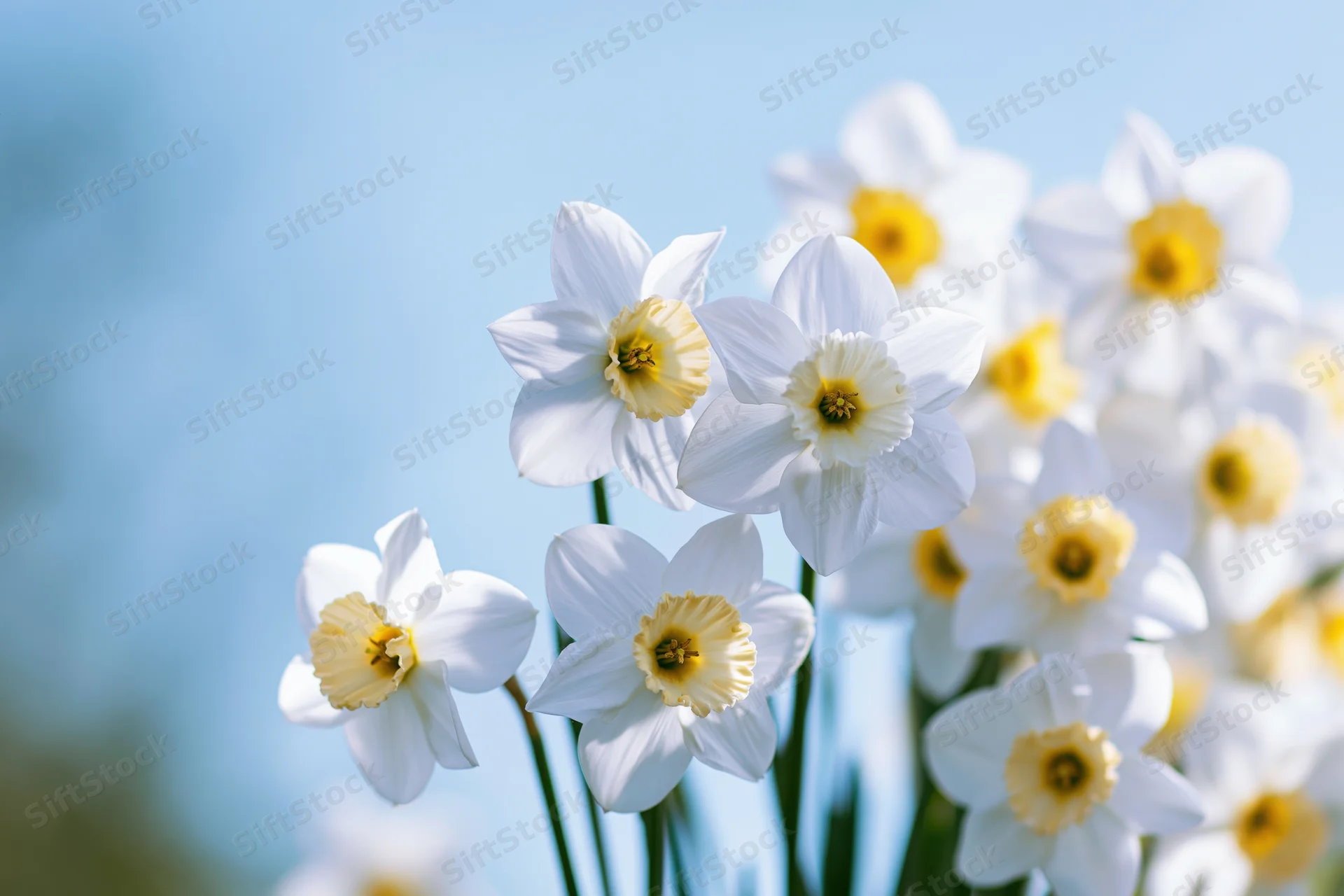 Cluster of white daffodils with yellow trumpet centers blooming outdoors in spring