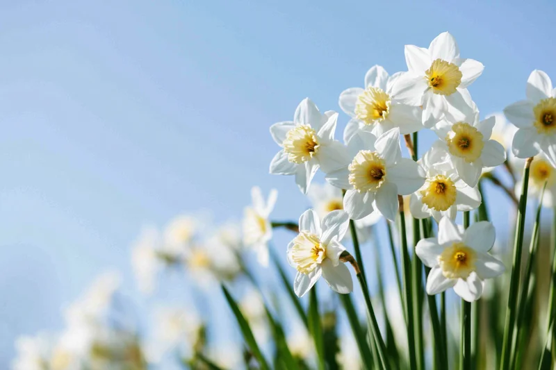 Cluster of white daffodils with yellow trumpet centers blooming against a clear blue sky