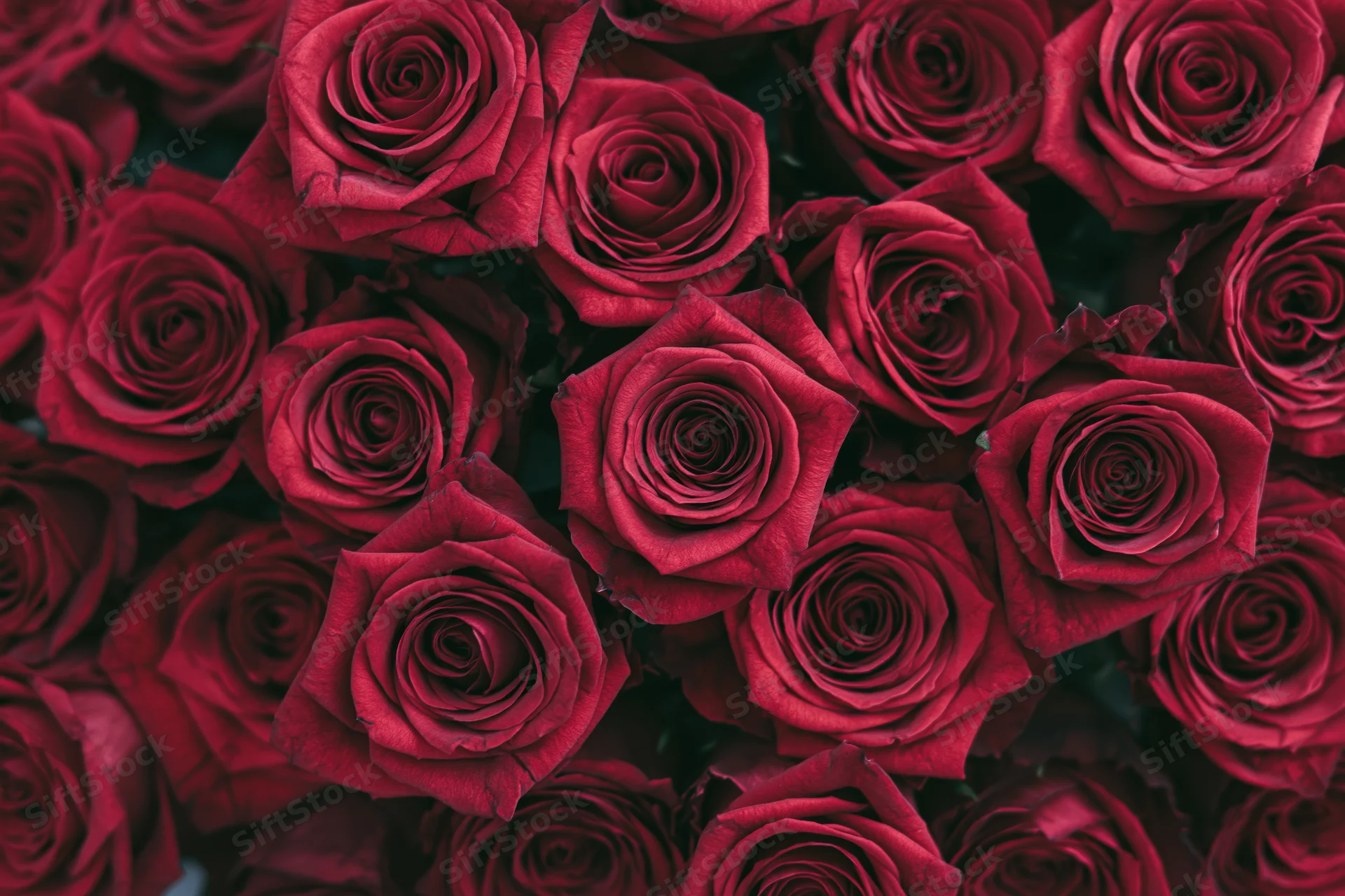 Dense cluster of red roses filling the frame from above