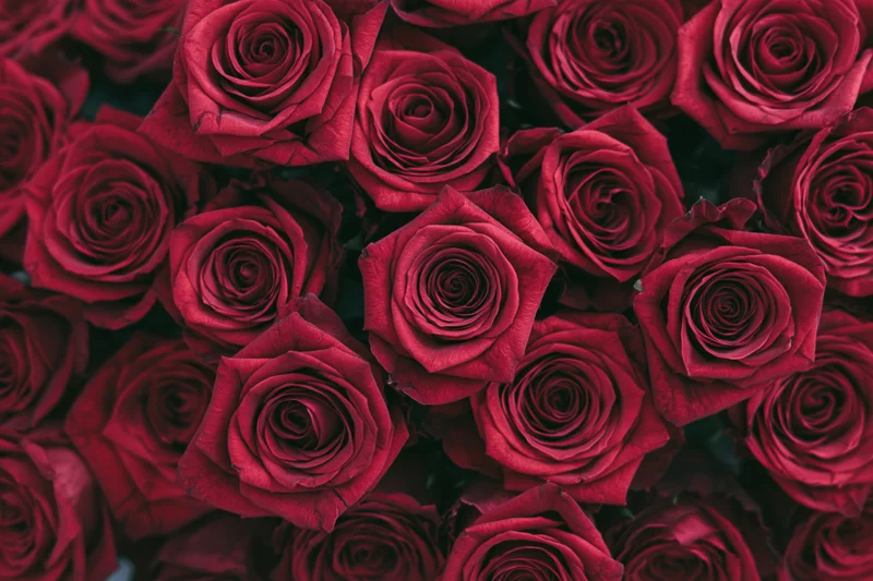 Dense cluster of red roses filling the frame from above