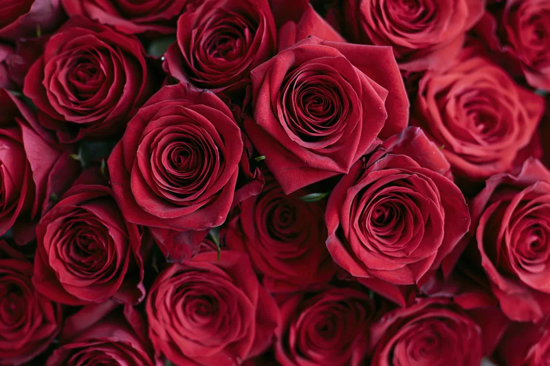 Dense cluster of red roses filling the frame in a close-up top view