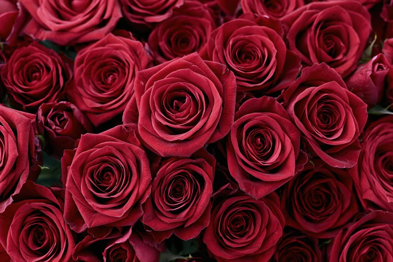 Dense cluster of red roses filling the frame