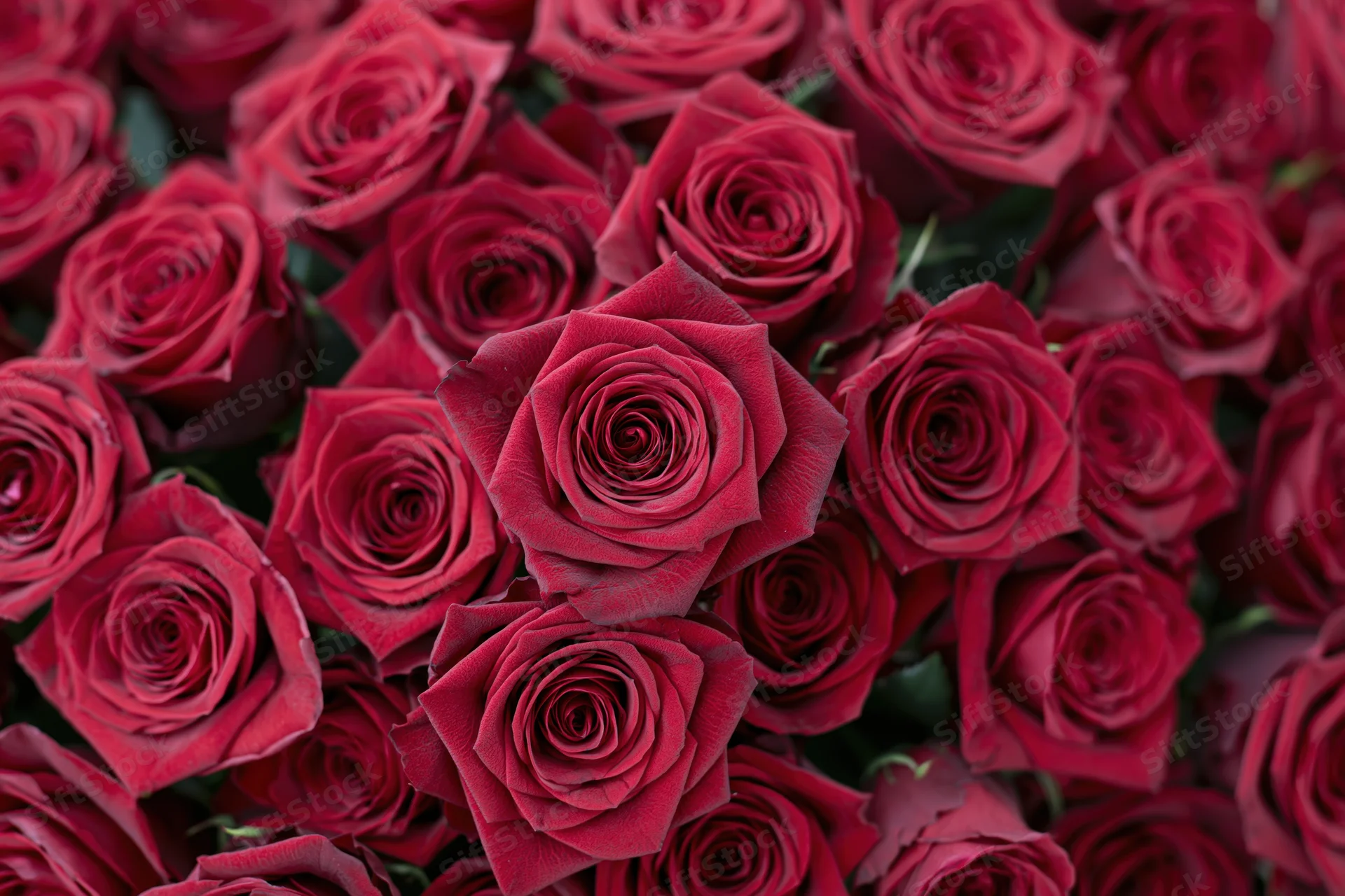 Dense cluster of red roses filling the frame