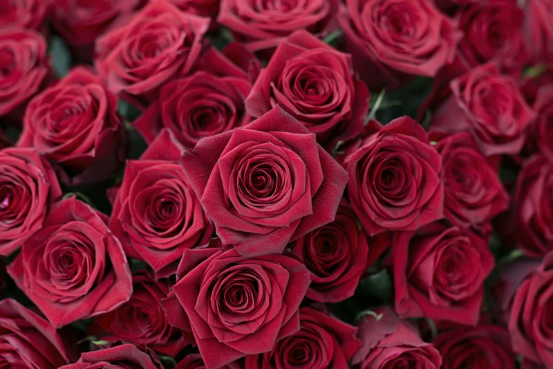 Dense cluster of red roses filling the frame