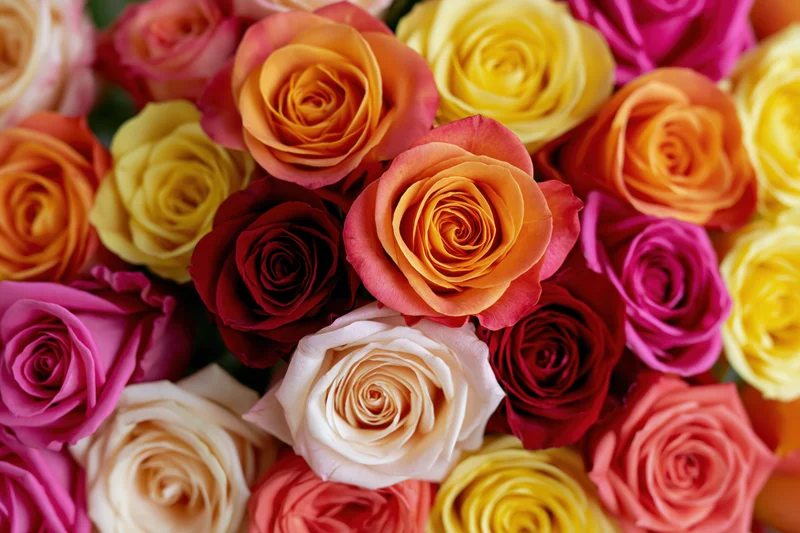 Dense flat-lay of mixed roses packed tightly together filling the frame