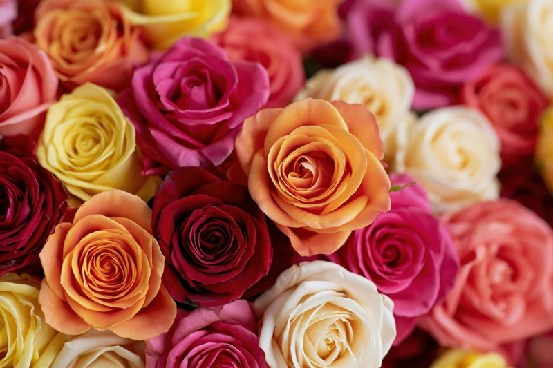 Dense flat-lay of mixed roses packed tightly together filling the frame