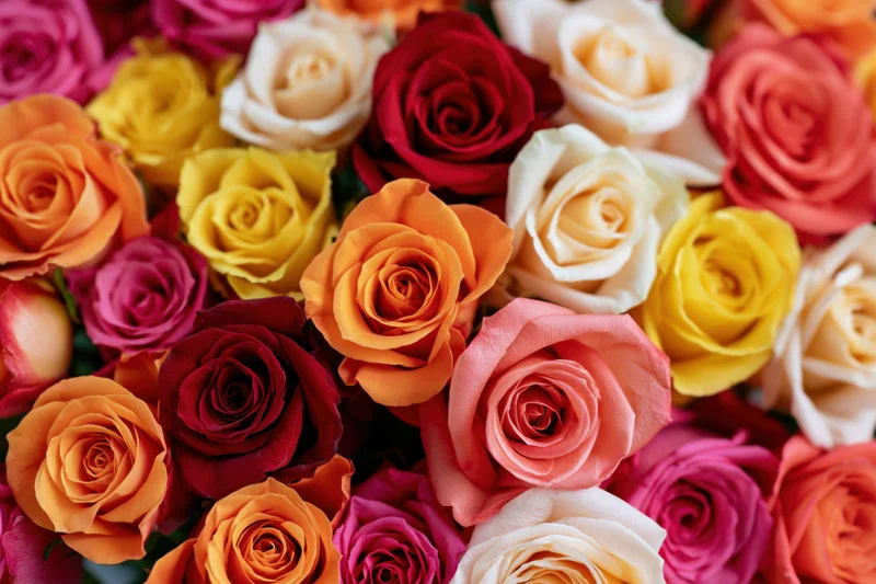 Dense flat-lay of mixed roses packed tightly together filling the frame
