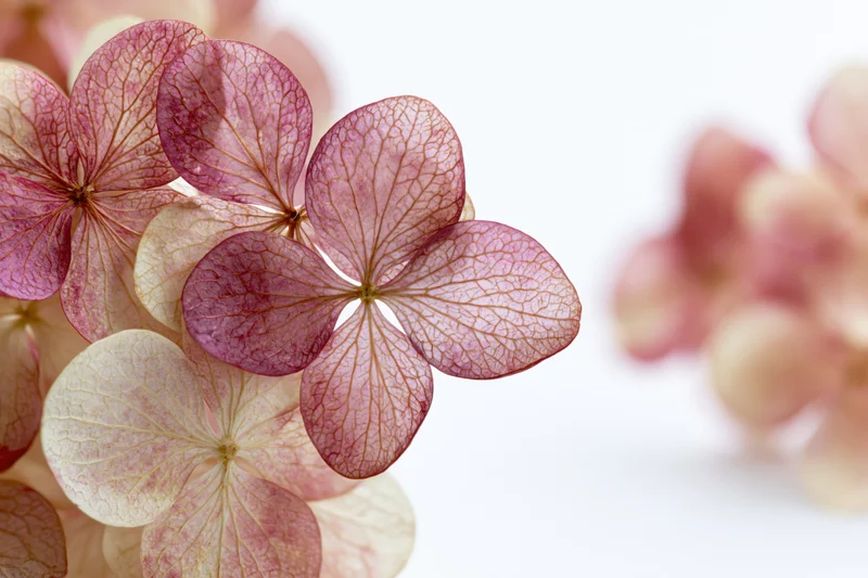 Dried hydrangea florets arranged close together on white background with copyspace