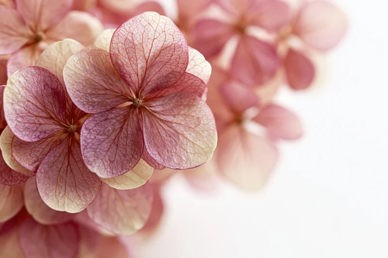 Dried hydrangea florets clustered closely on a white background with soft focus and natural light