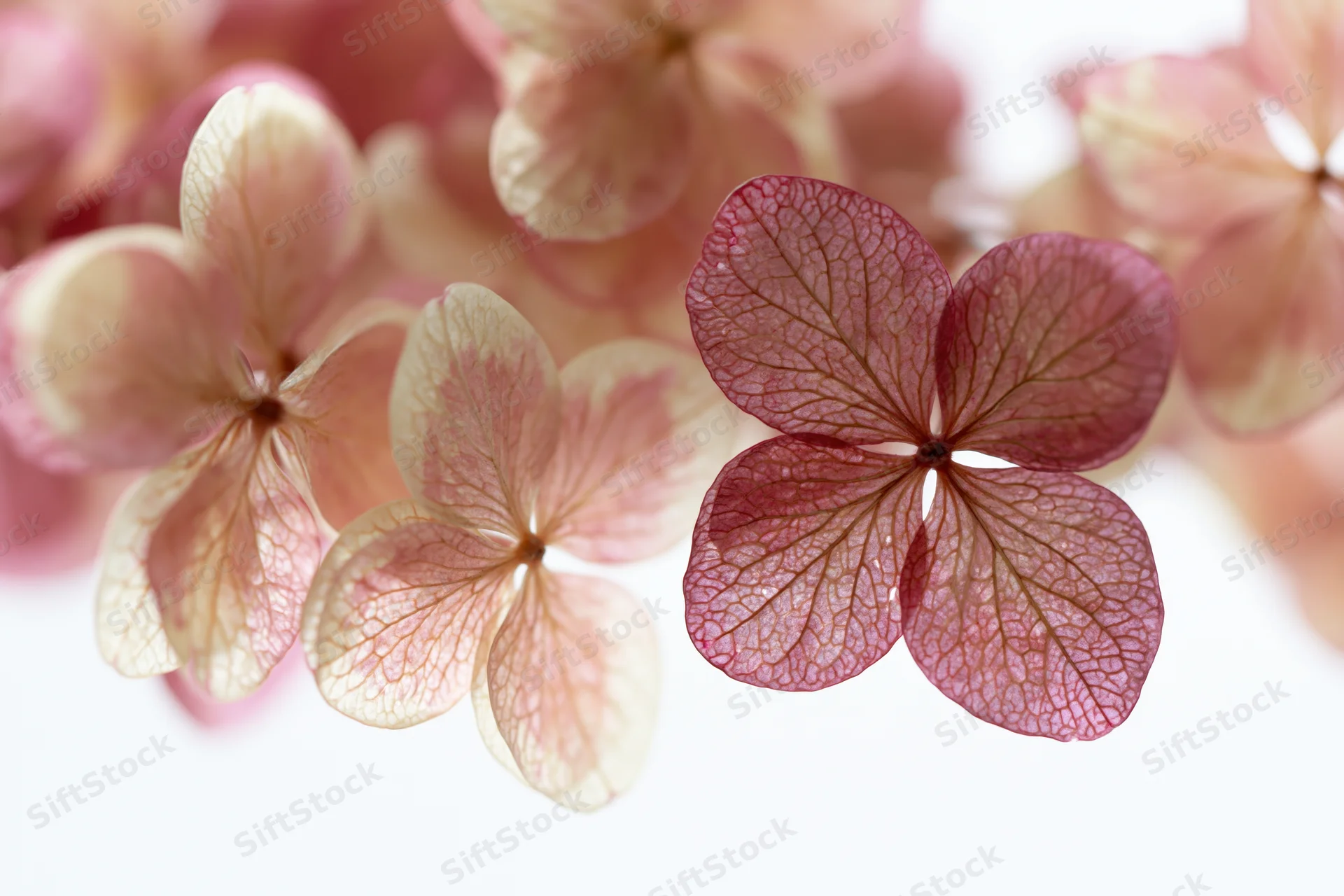 Dried hydrangea florets arranged in close cluster against white background