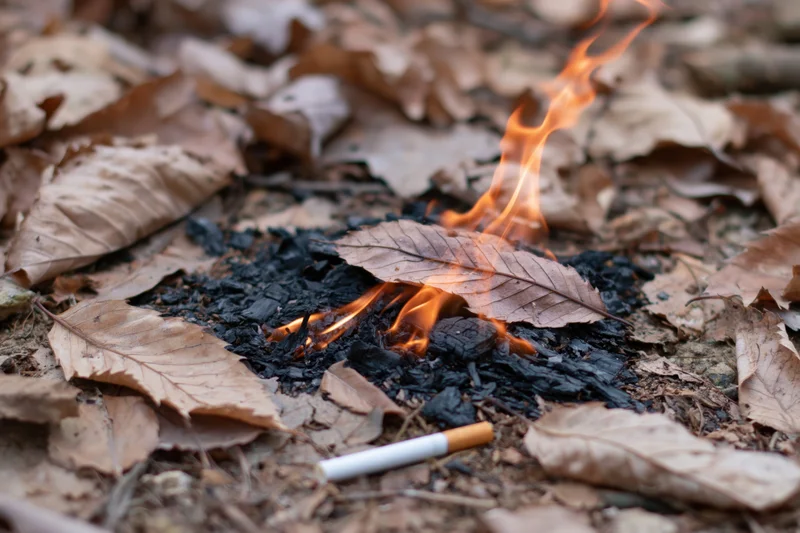 Burning dry leaves on forest floor with cigarette butt nearby