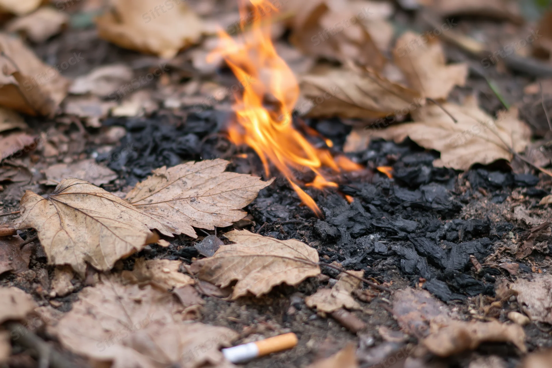 Small fire burning dry leaves on forest floor with cigarette butt nearby
