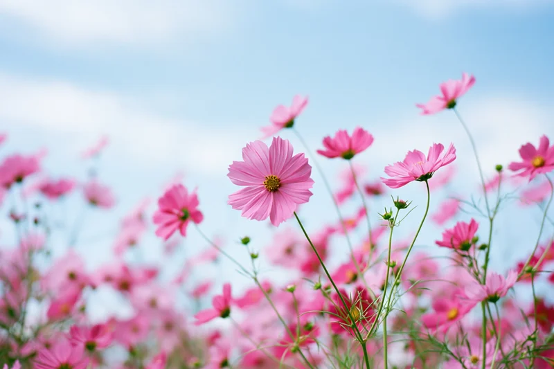 Pink cosmos flowers in full bloom in a field under a blue sky