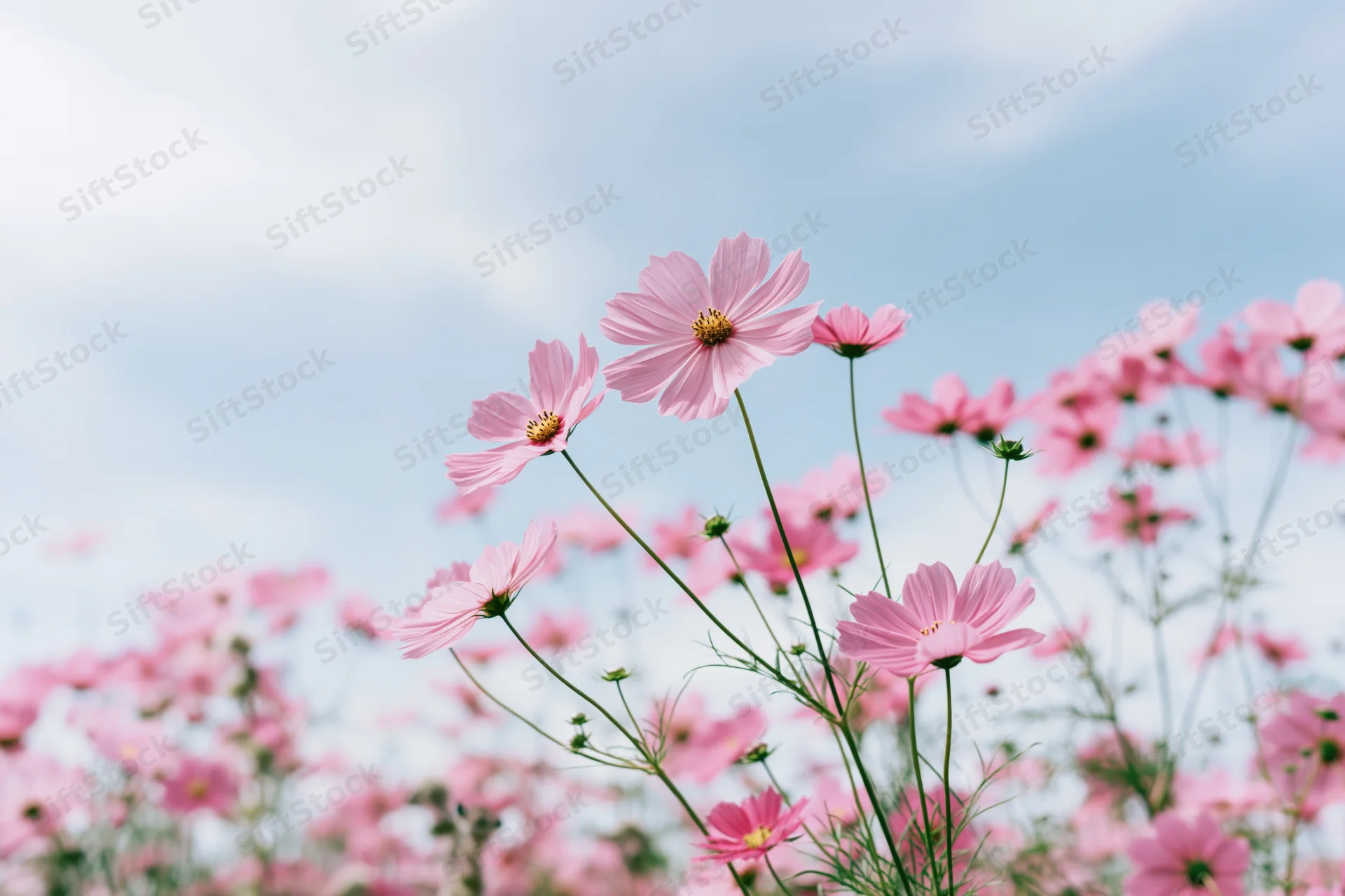 Pink cosmos flowers in full bloom in a field under a blue sky